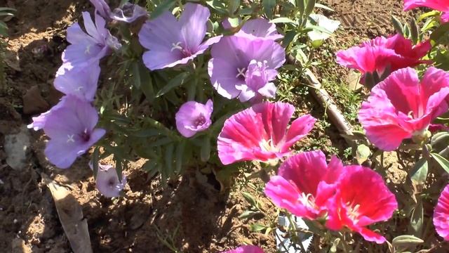 Godetia flower - grow and care (Clarkia amoena) смотреть онлайн