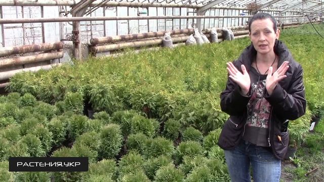 Туя западная Литл Джем / Туя посадка и уход