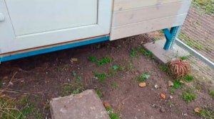 Голуби) Голубятня своими руками?)