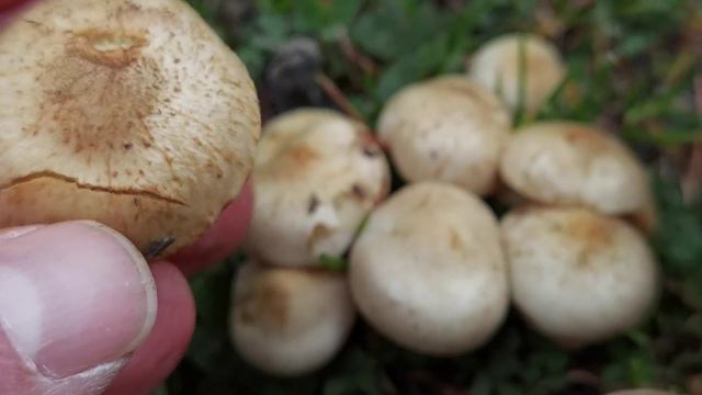 Pholiota gummosa. Aún con la cutícula seca, se la reconoce atendiendo a estos detalles. смотреть онлайн