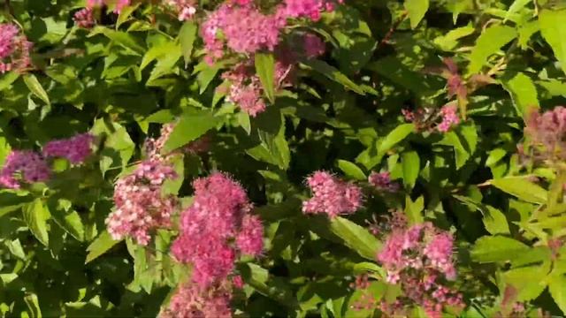 Olearia x haastii /Spiraea japonica’ Anthony Waterer’/ดอกไม้สวยๆจากสวนค่ะ/15/8/20/JK Scotland-Thai смотреть онлайн
