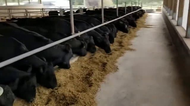 Продажа Оптом племенной крс Ангус из Европы Black Angus