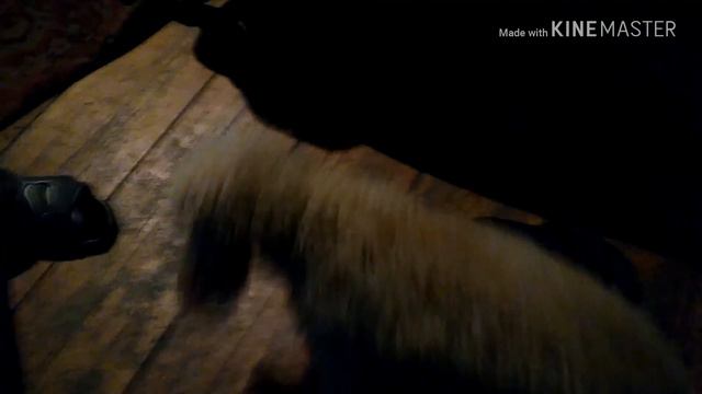 Говорящие собаки! смотреть онлайн