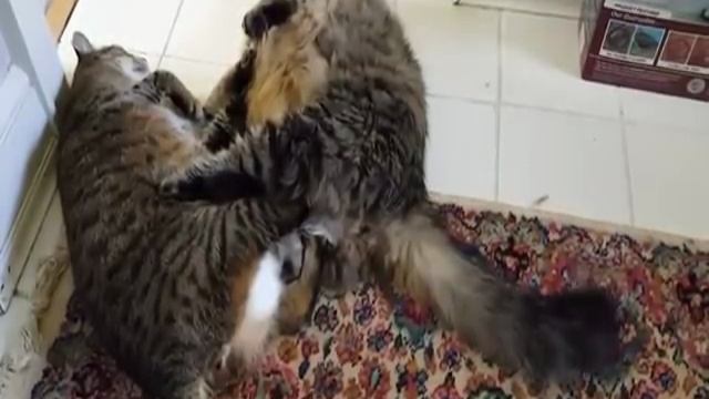 Драка двух толстых котов. смотреть онлайн