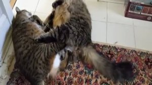 Драка двух толстых котов.