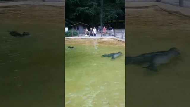 Морской котик и его Детеныш ))  ZOO ROSTOCK