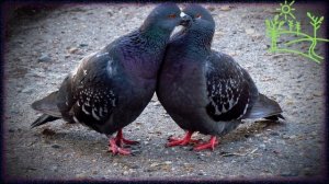 Голоса птиц Как поёт Сизый голубь (Columba livia).mp4