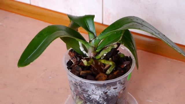 Осмотр уценки через неделю после пересадки смотреть онлайн