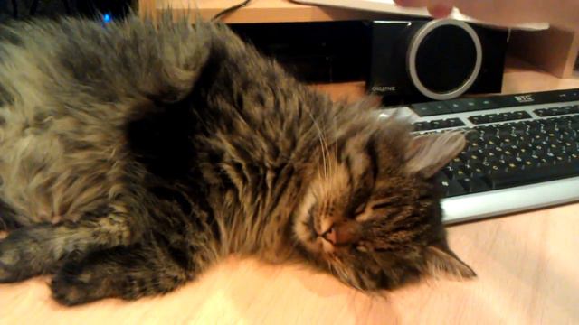 Кот очень крепко спит.3gp смотреть онлайн