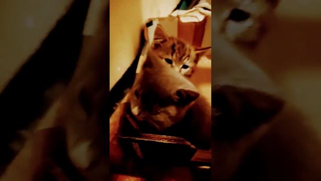 kitten's in a box смотреть онлайн