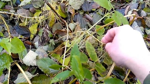 Чем мыть посуду в походе. смотреть онлайн