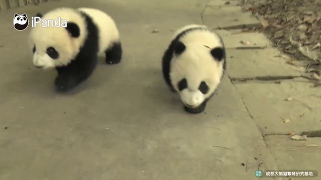 Top 10 Panda Videos Of The Year | IPanda