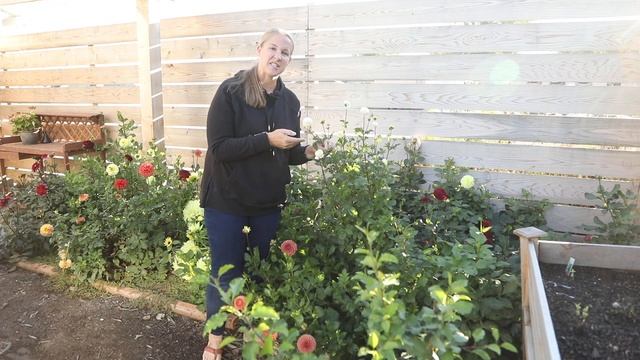 Dahlia Tour!! Cut Flower Garden, Small Flower Farm Northwest Iowa Zone 5A смотреть онлайн