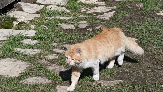 Степка - настоящий деревенский кот, который гуляет, где хочет.