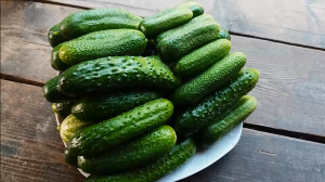 Огурцы от А до Я в природном земледелии.