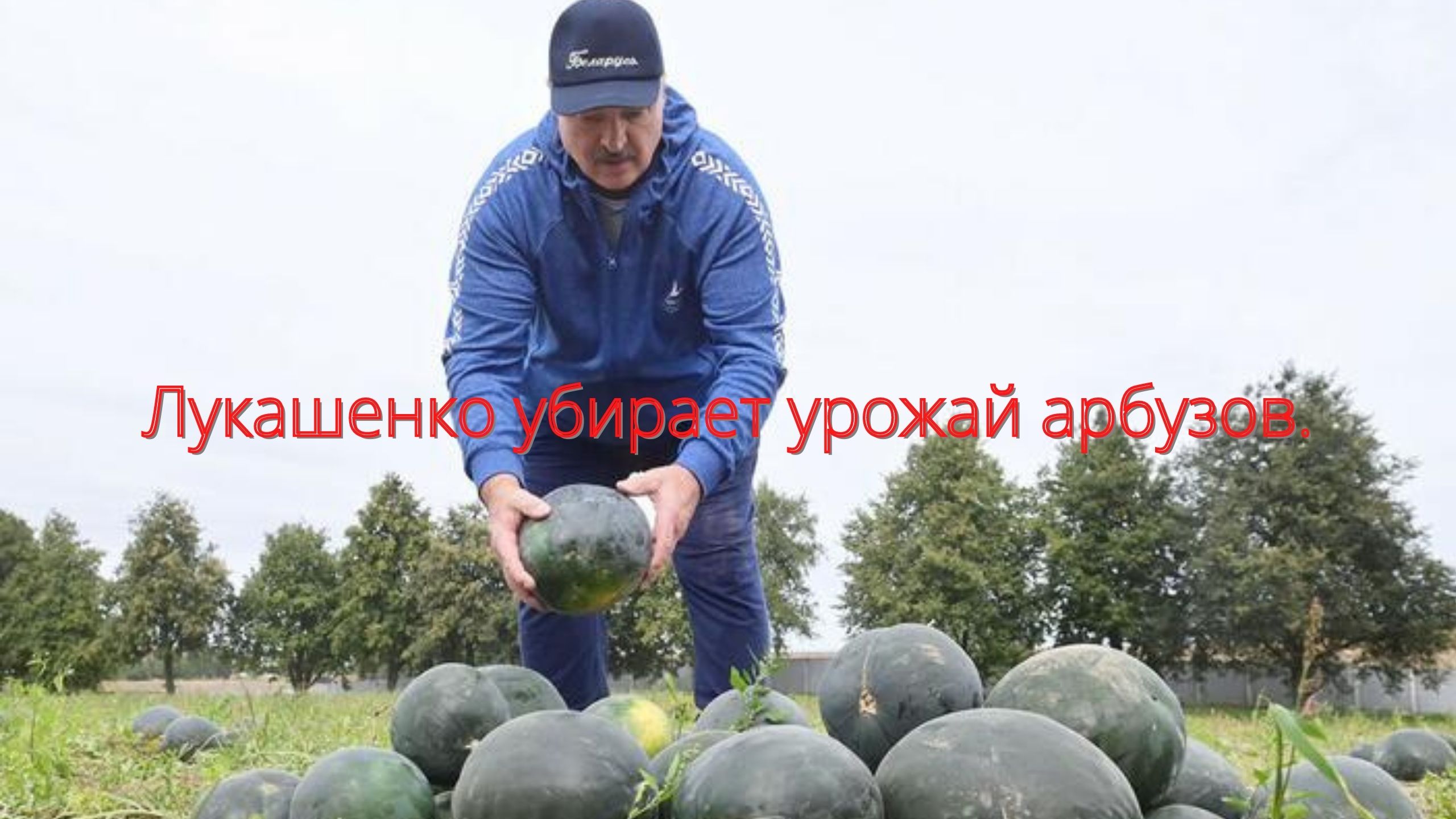 Лукашенко убирает урожай арбузов/// смотреть онлайн