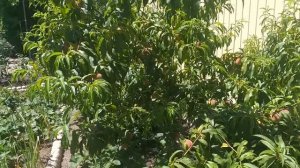 Персик, высокоурожайный сорт Колинз, раннего срока созревания.