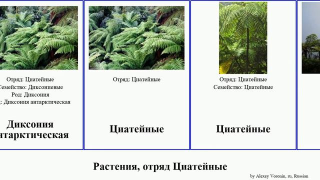 Растения, отряд Циатейные plants Циатея Диксония антарктическая серебристая Диксониевые Lives Nine смотреть онлайн