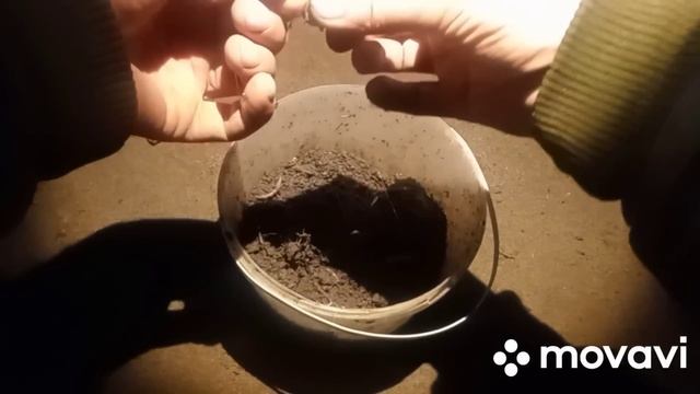 Ловим налима, пробная рыбалка. Октябрь 2023 г. смотреть онлайн