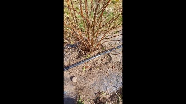 Жимолость без химии! Уход, подкормка. смотреть онлайн