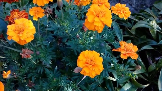 Осенняя клумба под окном в селе. Октябрь 2018 # селоГавриловка # музыка смотреть онлайн