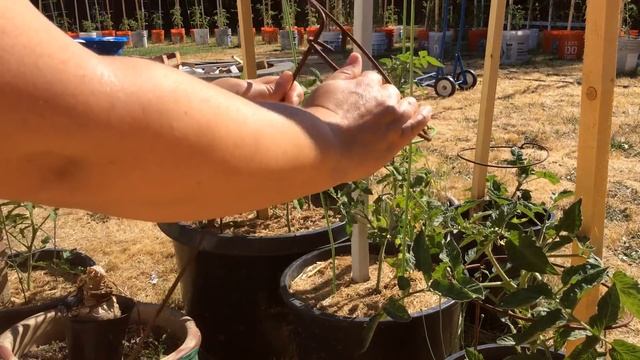 Несколько видов опор для помидор, перцев, баклажан смотреть онлайн