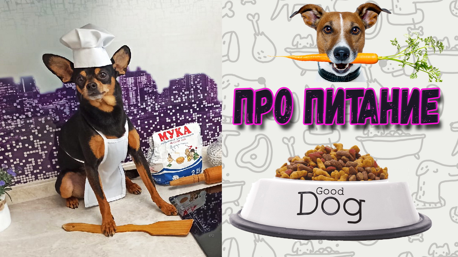 Про питание русского тоя. Что ест той терьер? смотреть онлайн