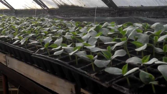 √30 Рассада 8 дней от посева смотреть онлайн