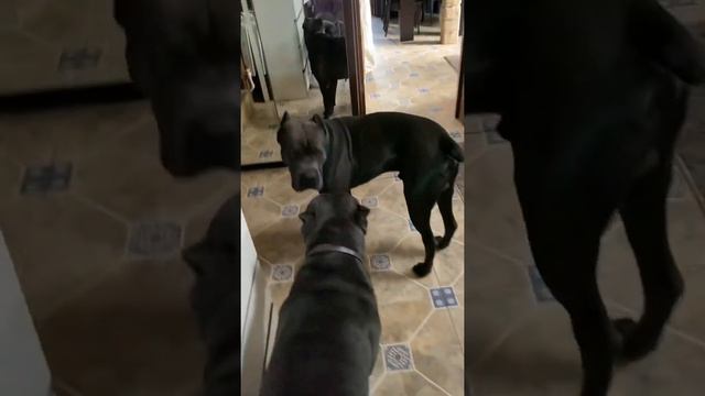 Конечно со мной 🥰#tttt #cane #канекорсо #canecorso #canecorsoitaliano #канекорсоитальяно смотреть онлайн