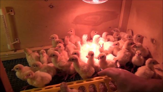 вывод индюшат Хайбрид Конвертер Канада и Белые широкогрудые смотреть онлайн