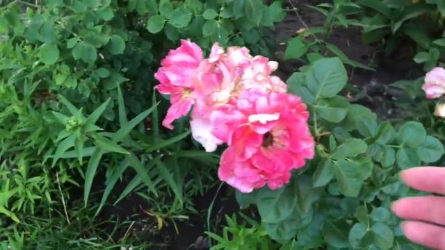 Роза флорибунда - НЕПРЕВЗОЙДЕННАЯ В САДУ ! Обрезка летом -как захочешь ! смотреть онлайн