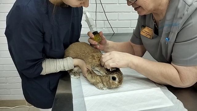 Милый и пушистый кролик