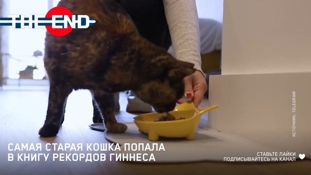 Самая старая кошка попала в книгу рекордов Гиннеса смотреть онлайн