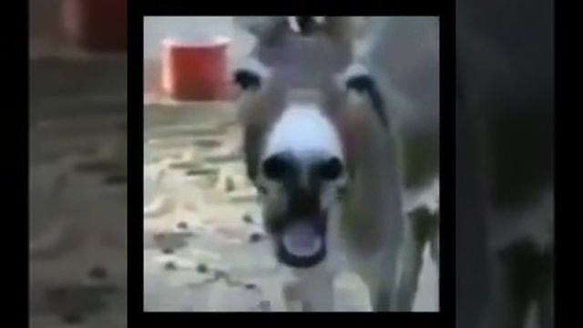 СМЕХ ОСЛА ИЗ ШРЕКА В РЕАЛЬНОЙ ЖИЗНИ :::))) смотреть онлайн