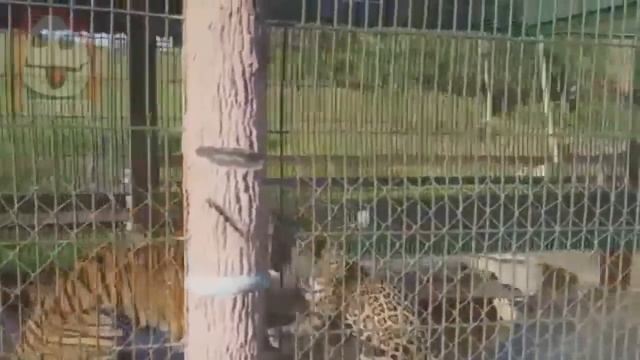 Jaguar vs Tiger смотреть онлайн