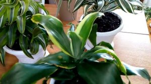 Комнатные растения. Обзор моих драцен +новичок !!