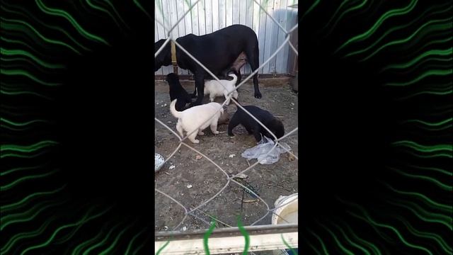 Собака ? барабака @superolga1958 смотреть онлайн