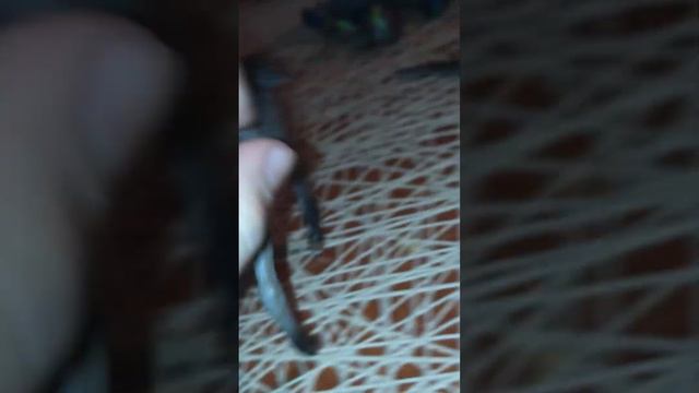 Лошади фирмы Attivio распаковка советую посмотреть🐴 смотреть онлайн