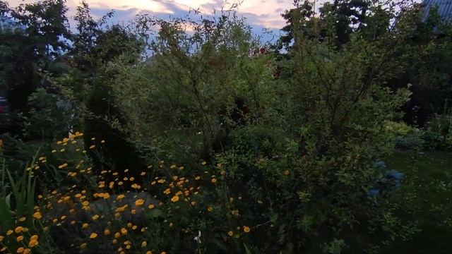 Прогулка вокруг дачного пруда в саду у Людмилы ????? смотреть онлайн