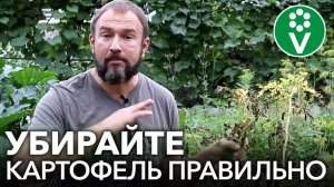 УБЕРИТЕ ЭТИ КУСТЫ КАРТОФЕЛЯ НЕМЕДЛЕННО, иначе в следующем году фитофторы не избежать!