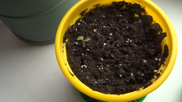 Вышивка крестом  О лошадках, птичках и жизни