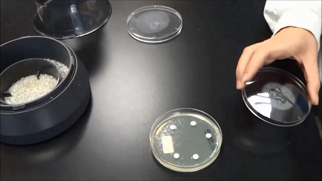 Antibiotic Sensitivity testing смотреть онлайн