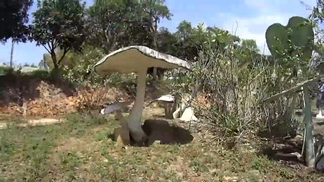 1 Заброшенный парк развлечений SUOI CAT PARK (Вьетнам, Фантьет). Часть 1.