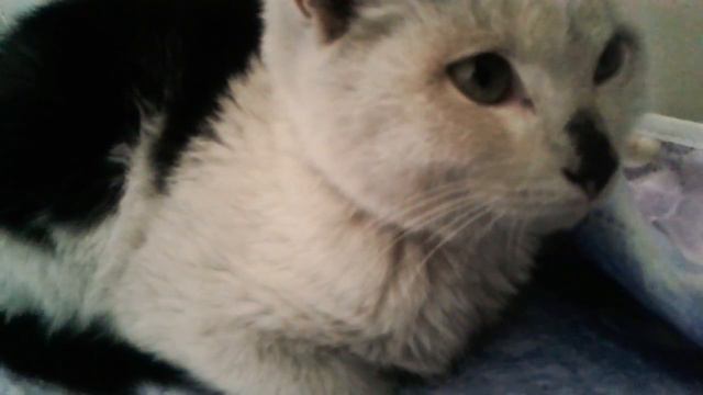 Котенок , спас котенка! И васпитваю его! Лайк поставь! смотреть онлайн