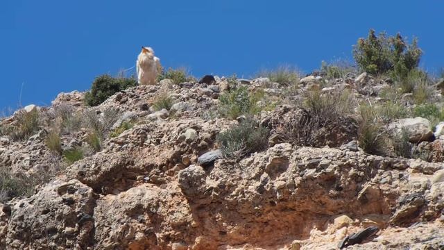 Alimoche común (Neophron percnopterus) смотреть онлайн