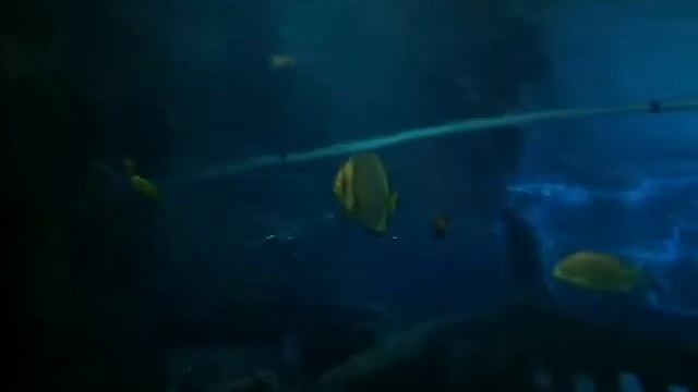 Туннель-аквариум Океанариума Адлера (Сочи) смотреть онлайн