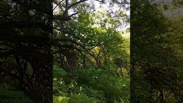 Птица чечевица беспокоится и говорит "мяу". Голоса птиц Камчатки. Экология Камчатки смотреть онлайн