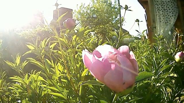 Релакс.Расслабляющая музыка( 4) Пионы. смотреть онлайн