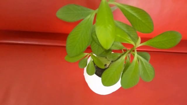 Синадениум уход дома. Польза и вред «Дерева Любви» смотреть онлайн