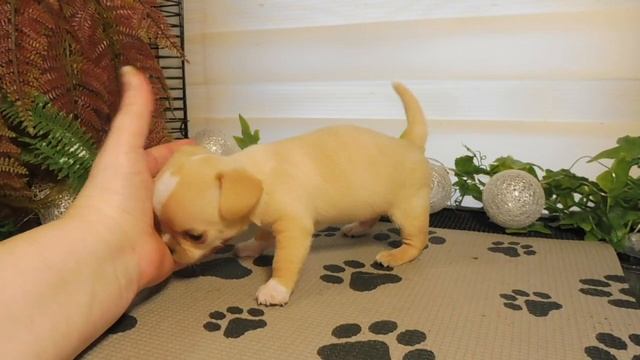 ПРОДАЮ Щенков породы ЧИХУАХУА/ Мари Мистик Ратибор открыт для РЕЗЕРВА / Есть доставка по всей ЕВРОП смотреть онлайн